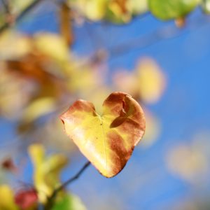 Resilience and the Open Heart: Somatic Practices for Everyday Stress