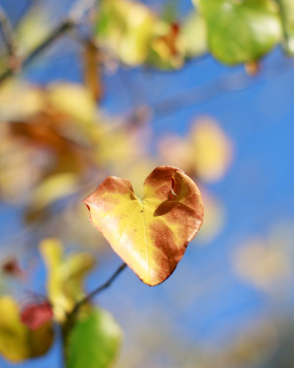 Resilience and the Open Heart: Somatic Practices for Everyday Stress