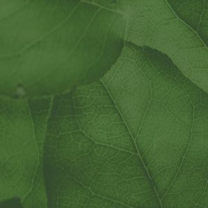 Leading with Mindfulness & Wisdom: A Regenerative Training for Environmental Professionals