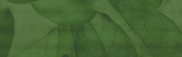 Leading with Mindfulness & Wisdom: A Regenerative Training for Environmental Professionals