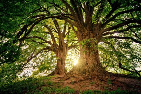 Living Dharma Program: Exploring & Integrating the Eightfold path in Daily Life | 2026