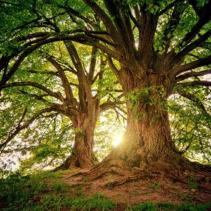 Living Dharma Program: Exploring & Integrating the Eightfold path in Daily Life | 2026 (Payment Plan)