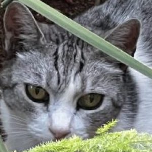 Profile photo of karen-drumsalivehigmail-com
