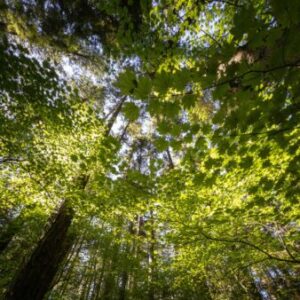 Profile photo of Bonnie Hsueh