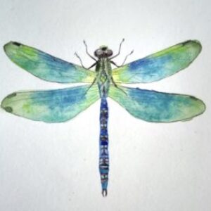 Profile photo of Susanne Forsyth