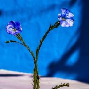 Profile photo of Nancy