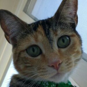 Profile photo of Anne-Marie Amaro