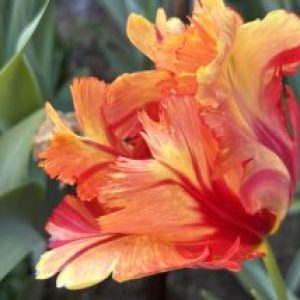 Profile photo of Sara