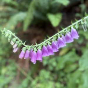 Profile photo of Laura Fairbanks