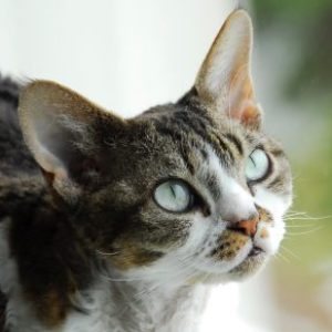 Profile photo of Laurie