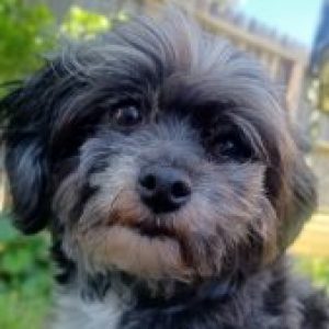 Profile photo of Shenny Tania