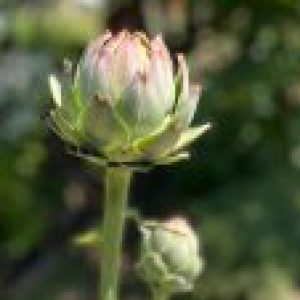 Profile photo of Janette