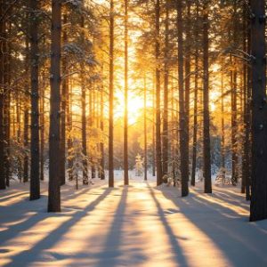 Group logo of Winter Solstice Retreat: Embracing the Dark, Inviting the Light